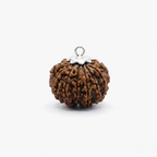 11 Mukhi Rudraksh (Nepali)