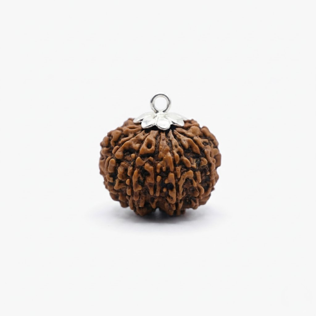 11 Mukhi Rudraksh (Nepali)