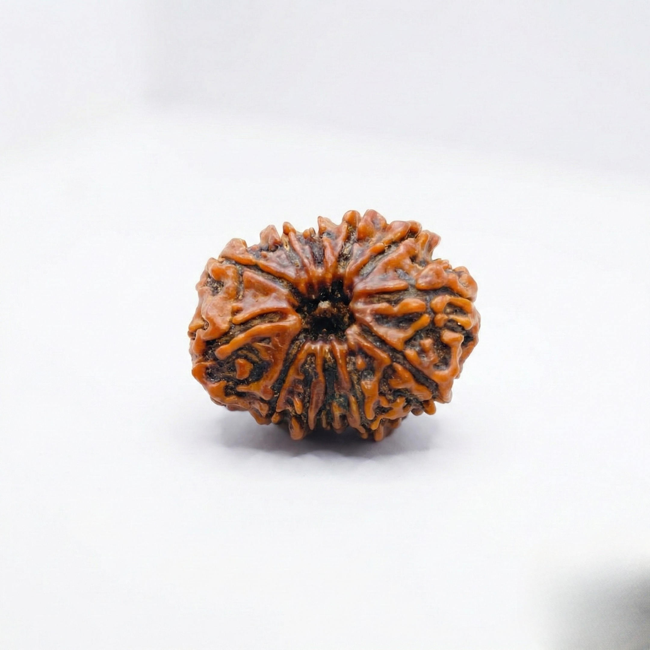 12 Mukhi Rudraksh (Nepali)