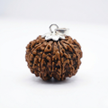 13 Mukhi Rudraksh (Nepali)