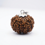 13 Mukhi Rudraksh (Nepali)