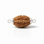2 Mukhi Rudraksh (Nepali)
