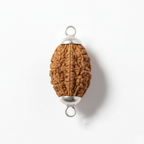 2 Mukhi Rudraksh (Nepali)