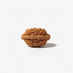 2 Mukhi Rudraksh (Nepali)