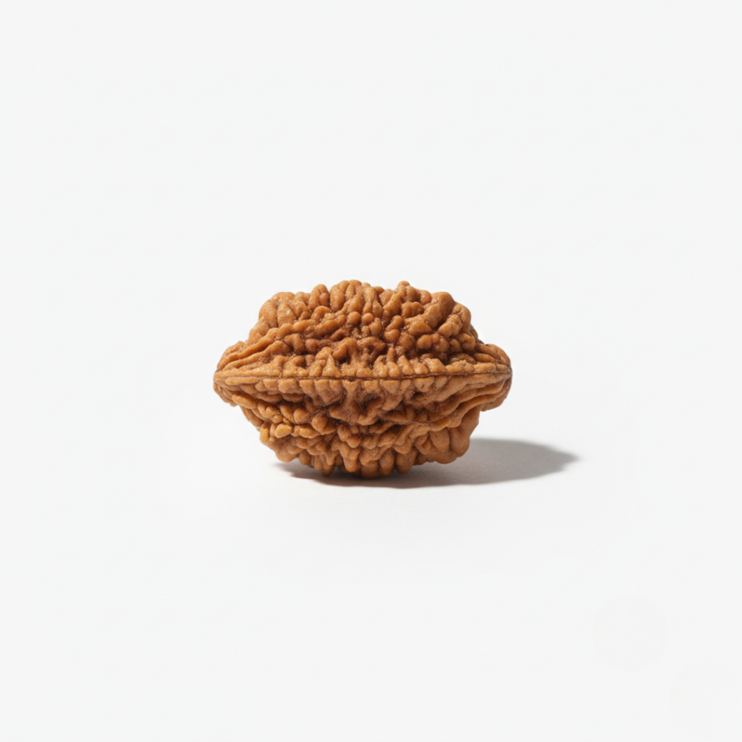 2 Mukhi Rudraksh (Nepali)