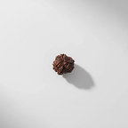 3 Mukhi Rudraksh (Nepali)