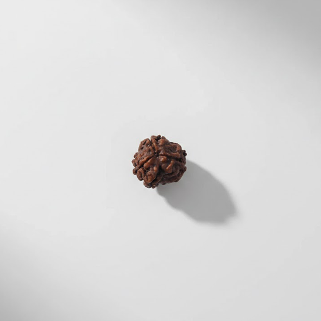 3 Mukhi Rudraksh (Nepali)