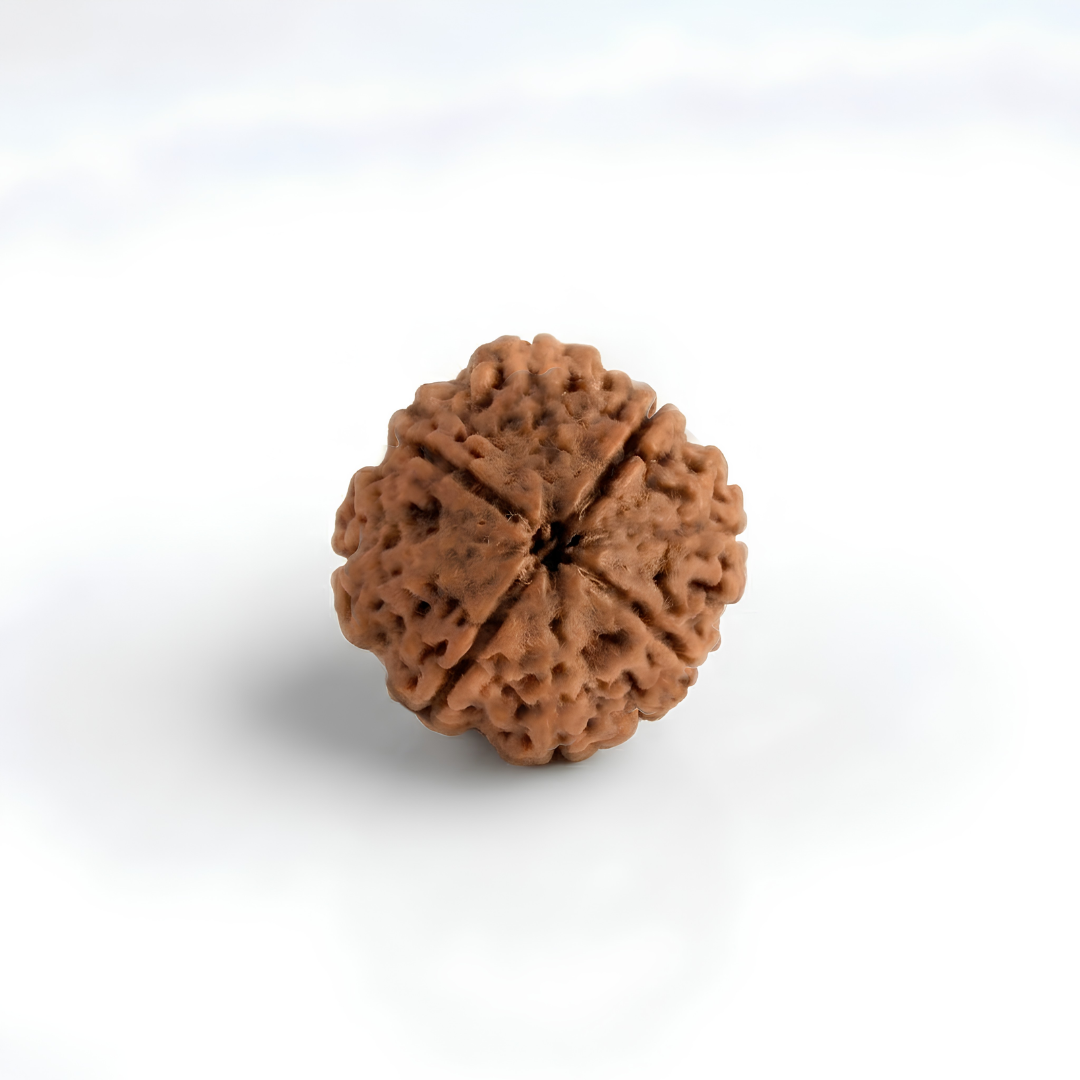 4 Mukhi Rudraksh (Nepali)