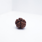 5 Mukhi Rudraksh (Nepali)