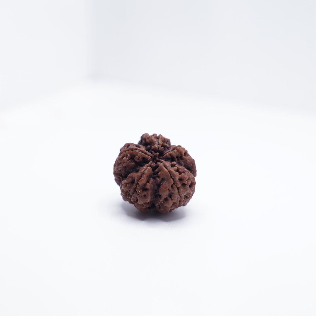 5 Mukhi Rudraksh (Nepali)