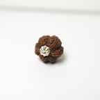 6 Mukhi Rudraksh (Nepali)