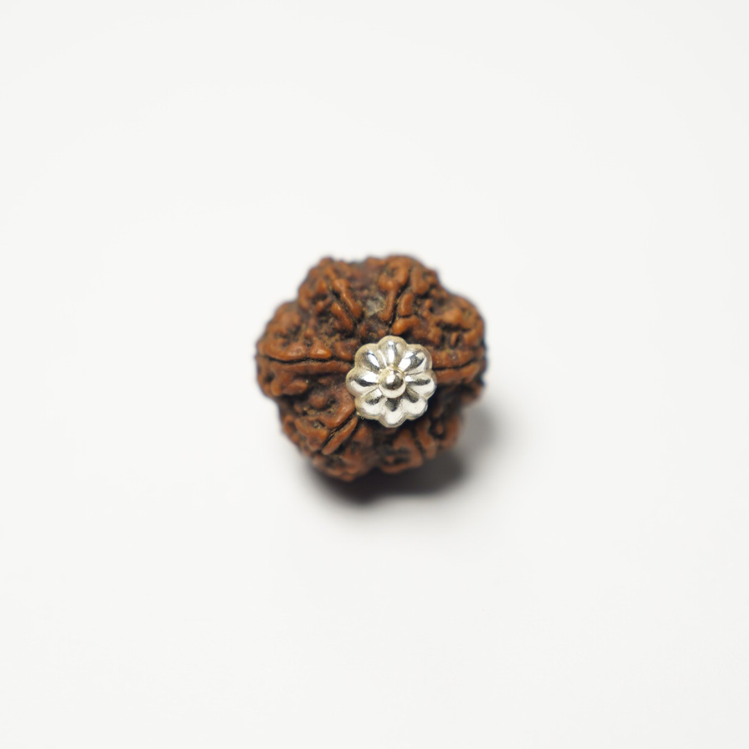 6 Mukhi Rudraksh (Nepali)