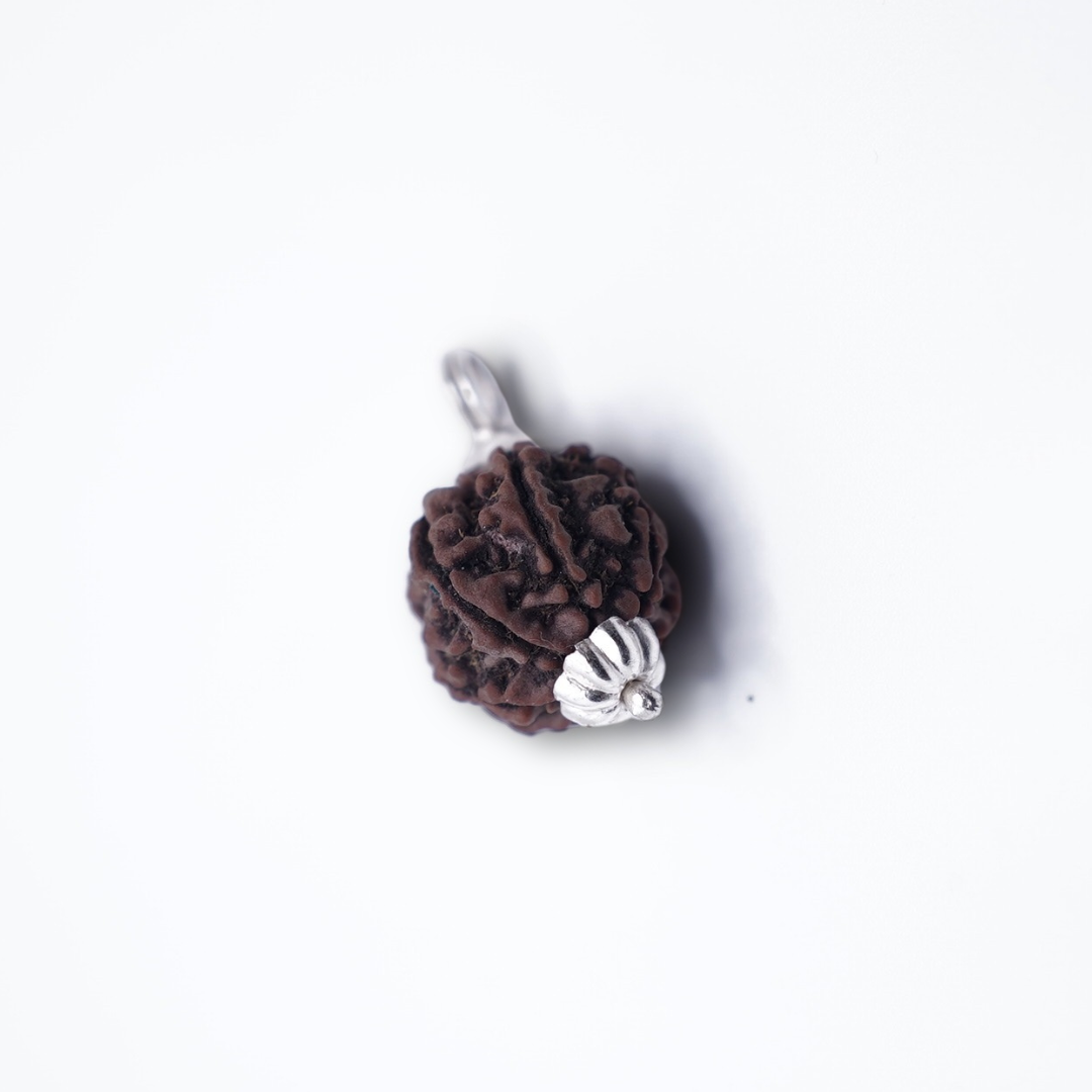 7 Mukhi Rudraksh (Nepali)