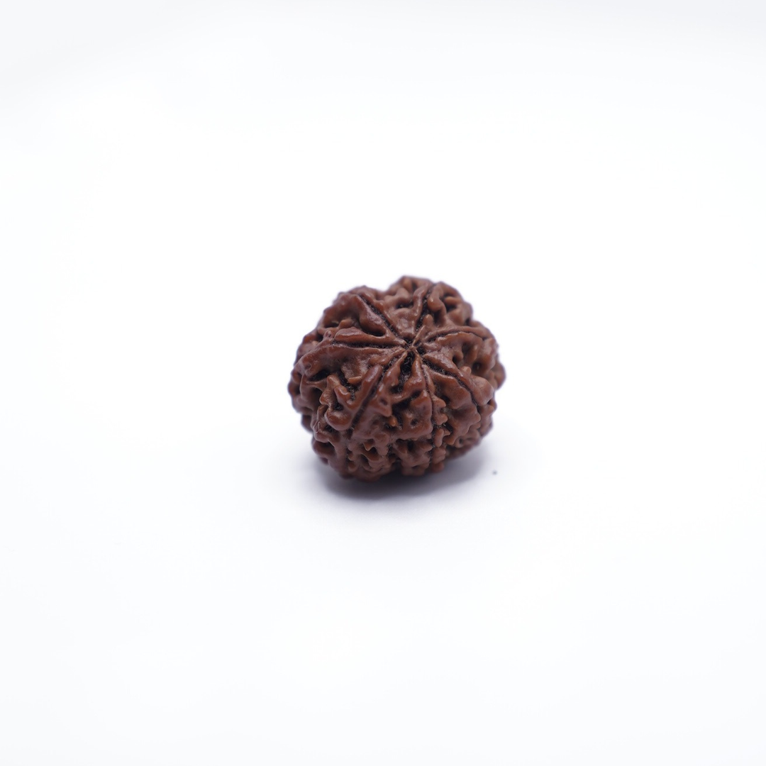7 Mukhi Rudraksh (Nepali)
