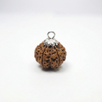8 Mukhi Rudraksh (Nepali)