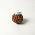 9 Mukhi Rudraksh (Nepali)