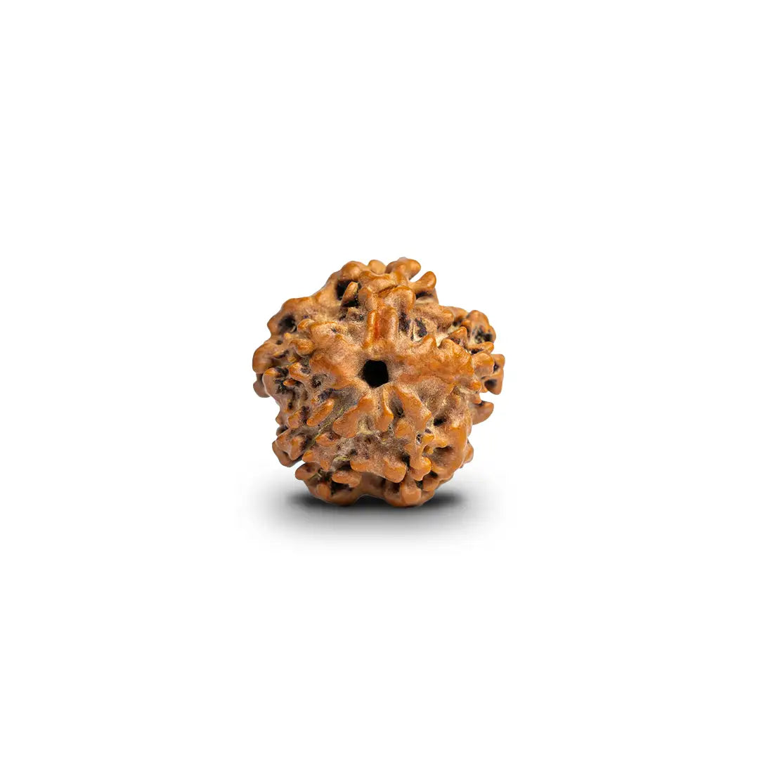 1 Mukhi Rudraksh (Nepali)