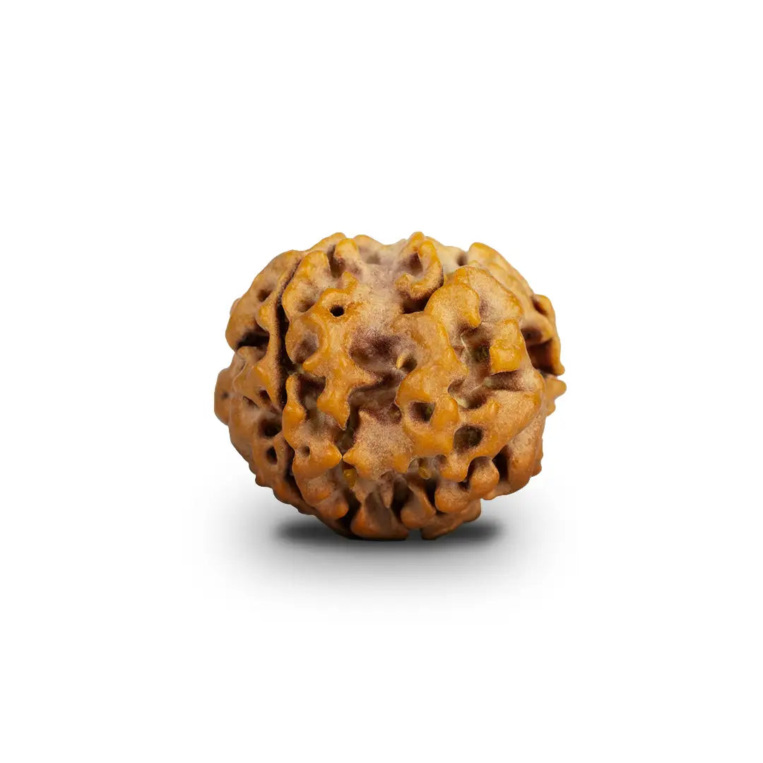 1 Mukhi Rudraksh (Nepali)